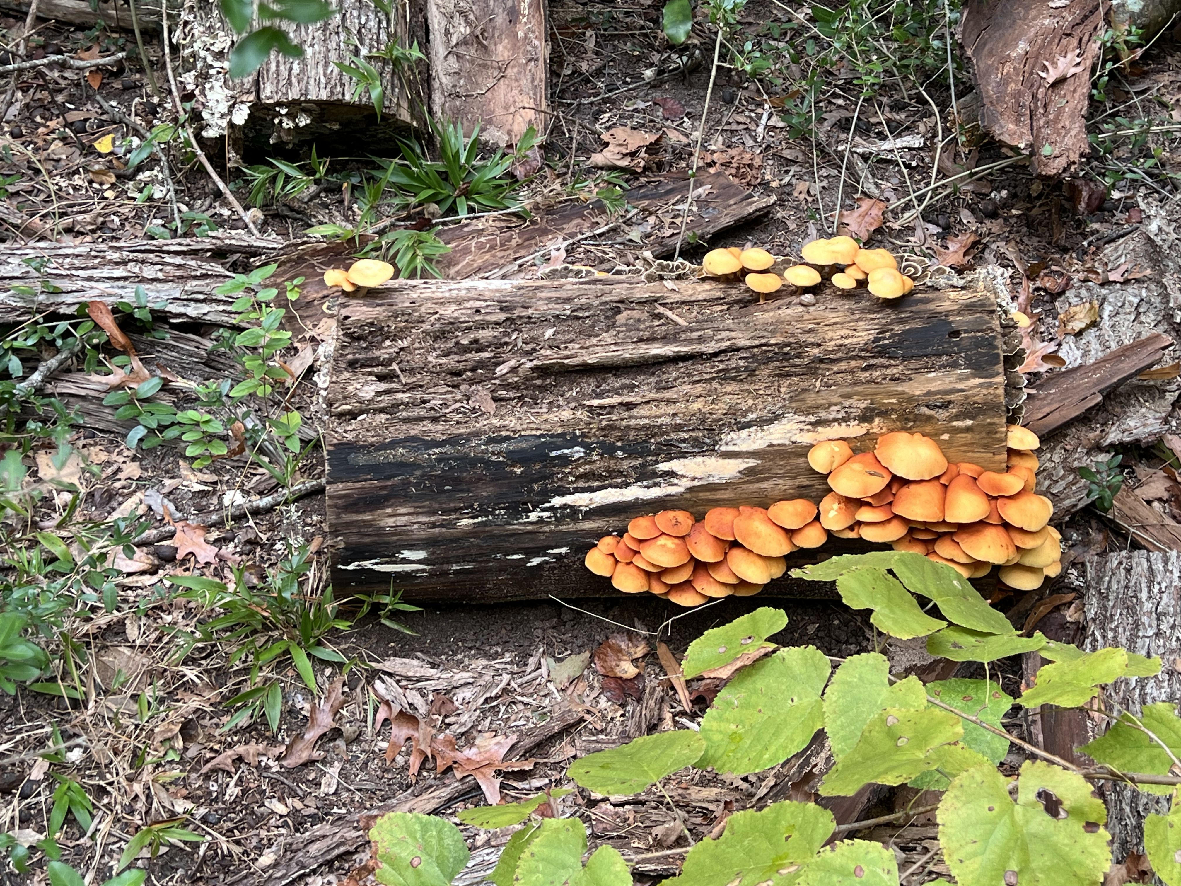 ./2024/10 - Myrtle Beach/IMG_2961.jpg